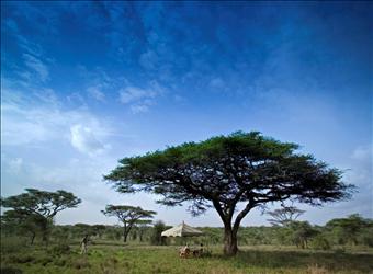 Serengeti Under Canvas 